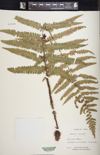 Dryopteris fuscoatra image