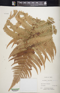 Dryopteris fuscoatra image