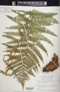 Dryopteris filix-mas image