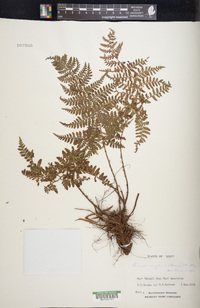 Dryopteris glabra image