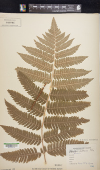 Dryopteris goldieana image