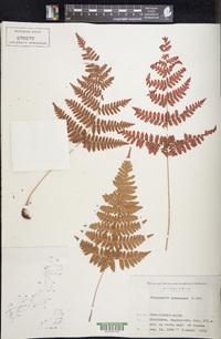 Dryopteris gymnosora image