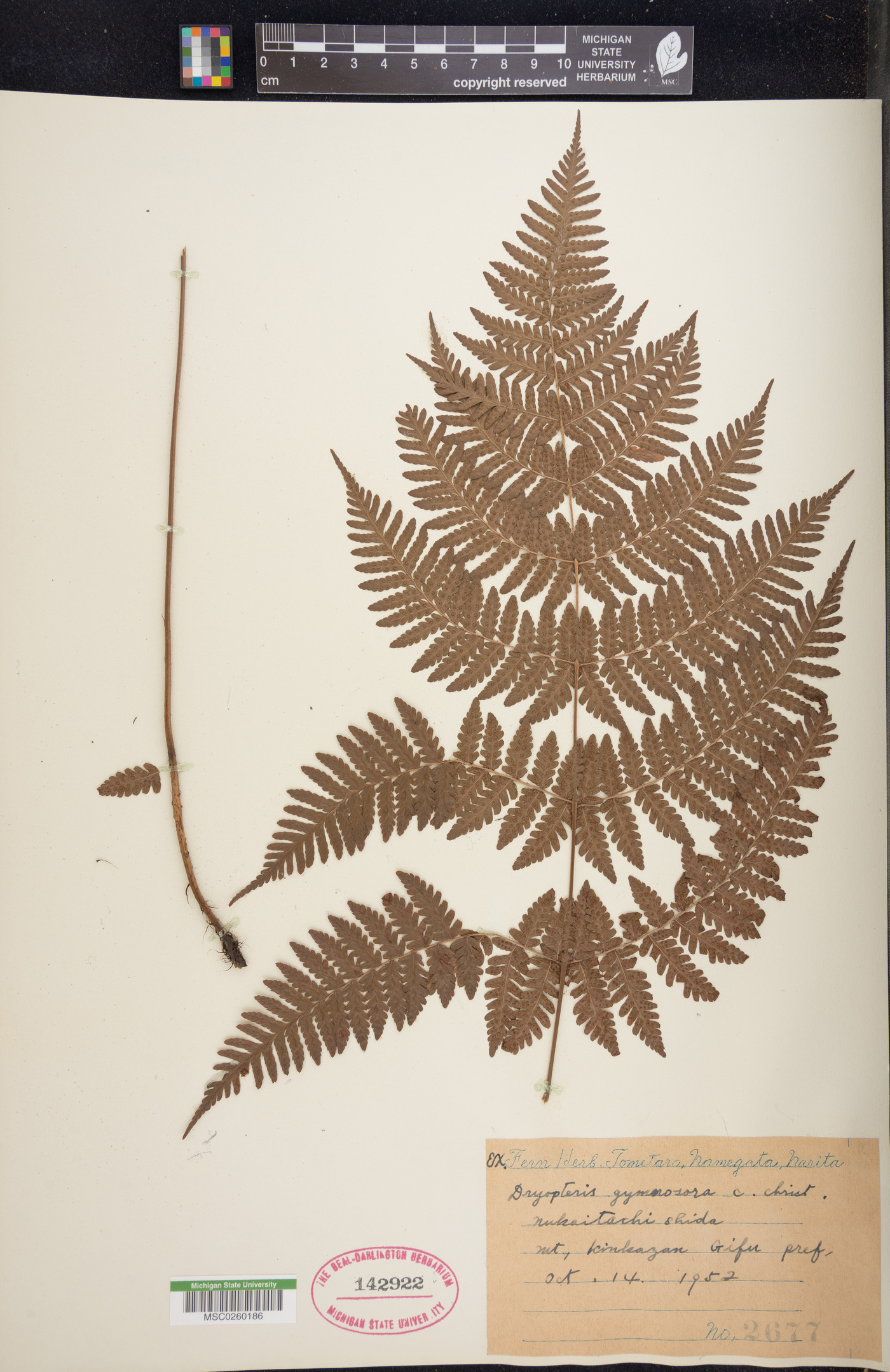 Dryopteris gymnosora image