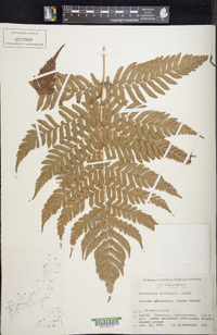 Dryopteris hondoensis image