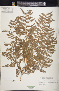 Dryopteris inaequalis image