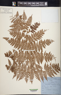 Dryopteris kilemensis image