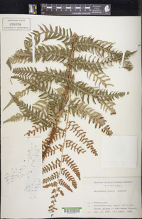 Dryopteris lacera image