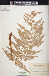 Dryopteris lacera image