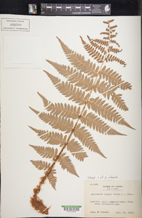 Dryopteris lacera image