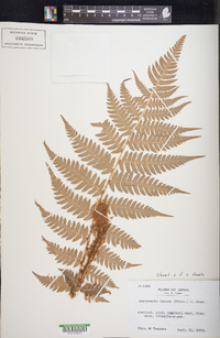 Dryopteris lacera image