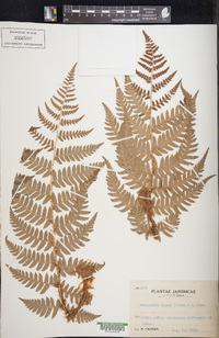 Dryopteris lacera image