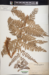 Dryopteris lacera image