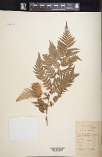 Dryopteris lacera image