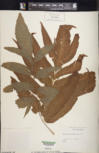 Meniscium macrophyllum image