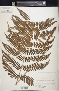 Dryopteris monticola image