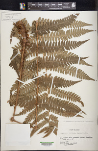 Dryopteris monticola image