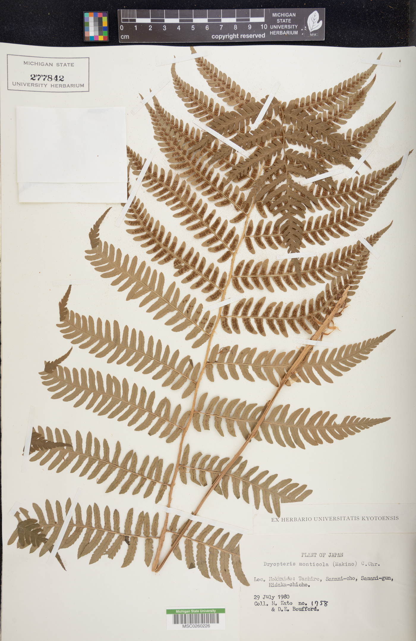 Dryopteris monticola image