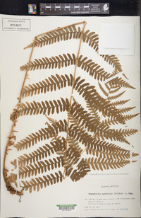 Dryopteris monticola image