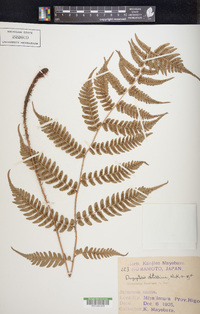 Dryopteris fuscipes image