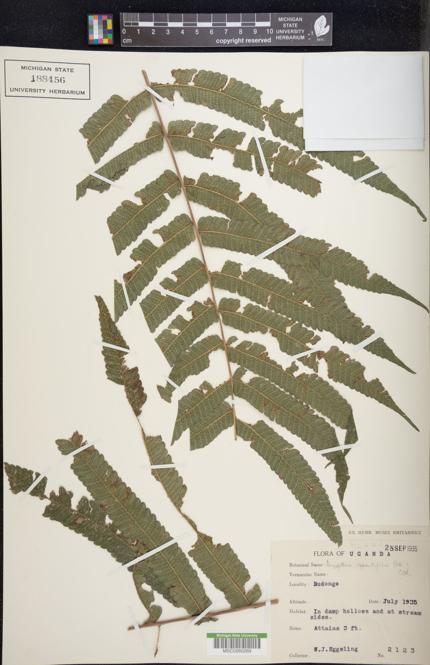 Pneumatopteris oppositifolia image