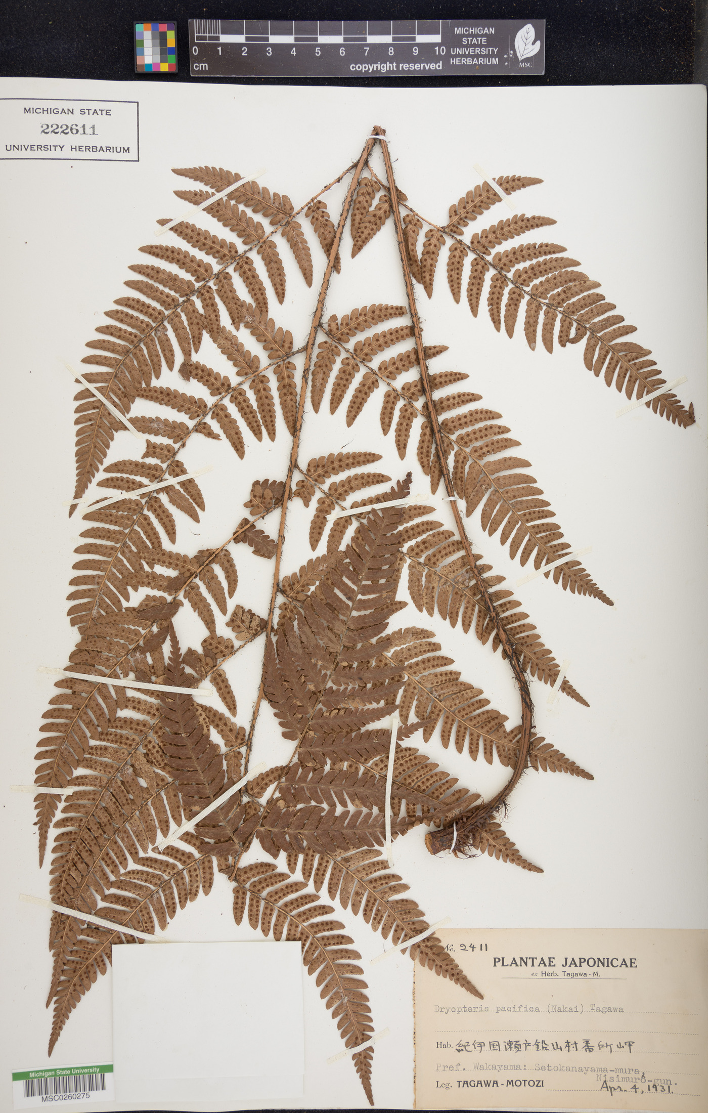 Dryopteris pacifica image