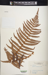 Dryopteris pseudomas image