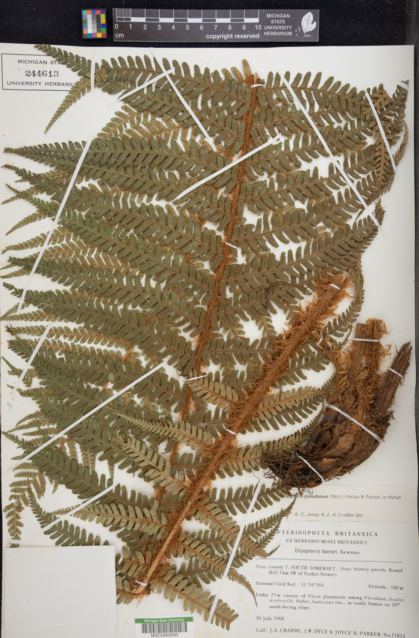 Dryopteris affinis subsp. affinis image