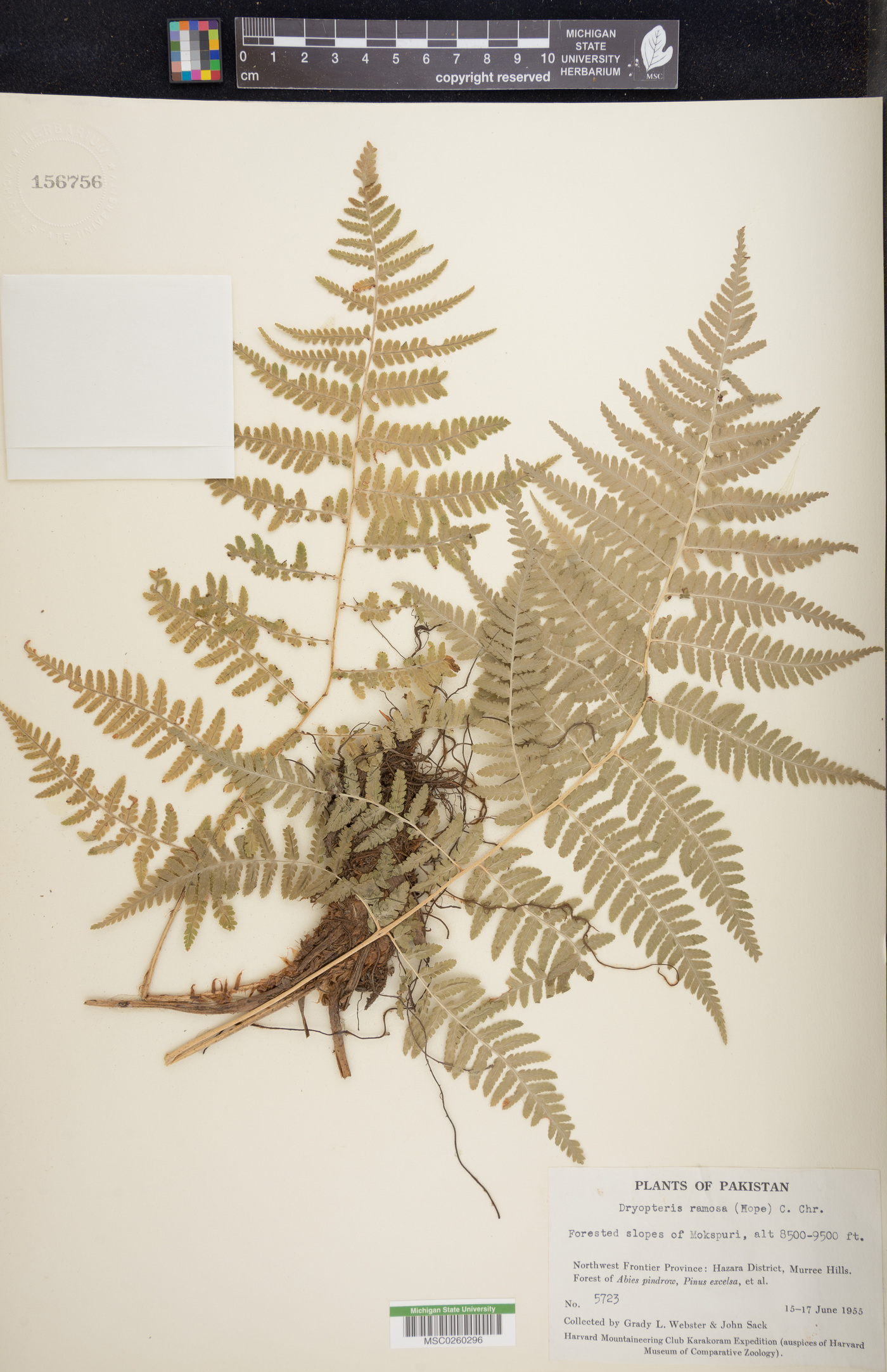 Dryopteris ramosa image