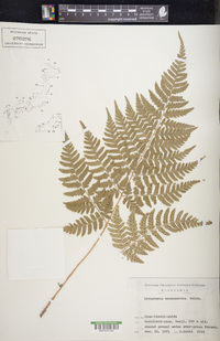 Dryopteris sacrosancta image