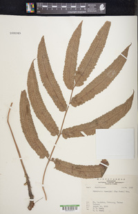 Dryopteris sieboldii image