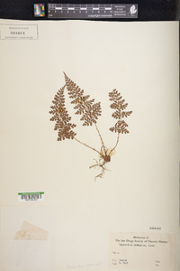 Dryopteris sparsa image