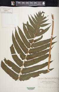 Pneumatopteris sandwicensis image