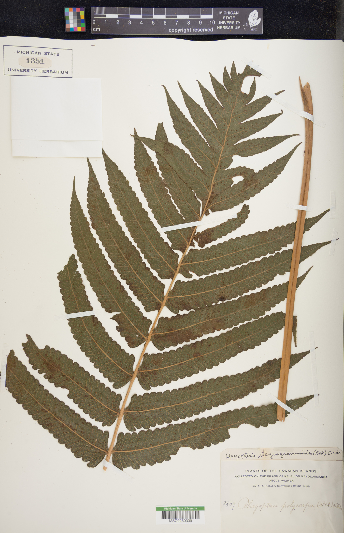 Pneumatopteris sandwicensis image