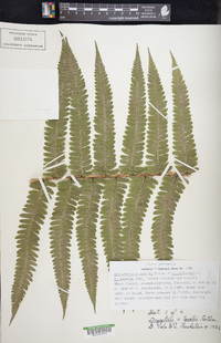 Dryopteris pseudomas image