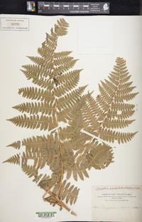 Dryopteris unidentata image