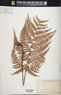 Dryopteris varia image