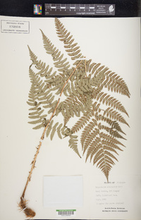 Dryopteris goldieana image