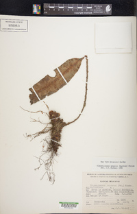 Elaphoglossum engelii image