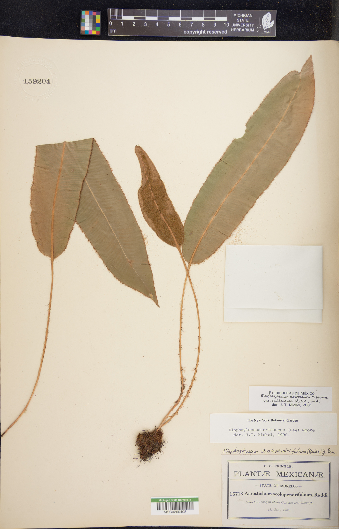 Elaphoglossum erinaceum var. occidentale image