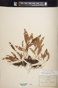 Elaphoglossum gratum image