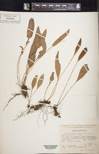 Elaphoglossum gratum image