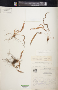 Elaphoglossum muelleri image