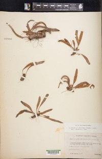 Elaphoglossum muelleri image