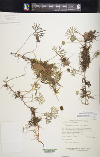 Elaphoglossum obovatum image