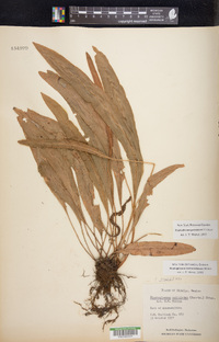 Elaphoglossum potosianum image