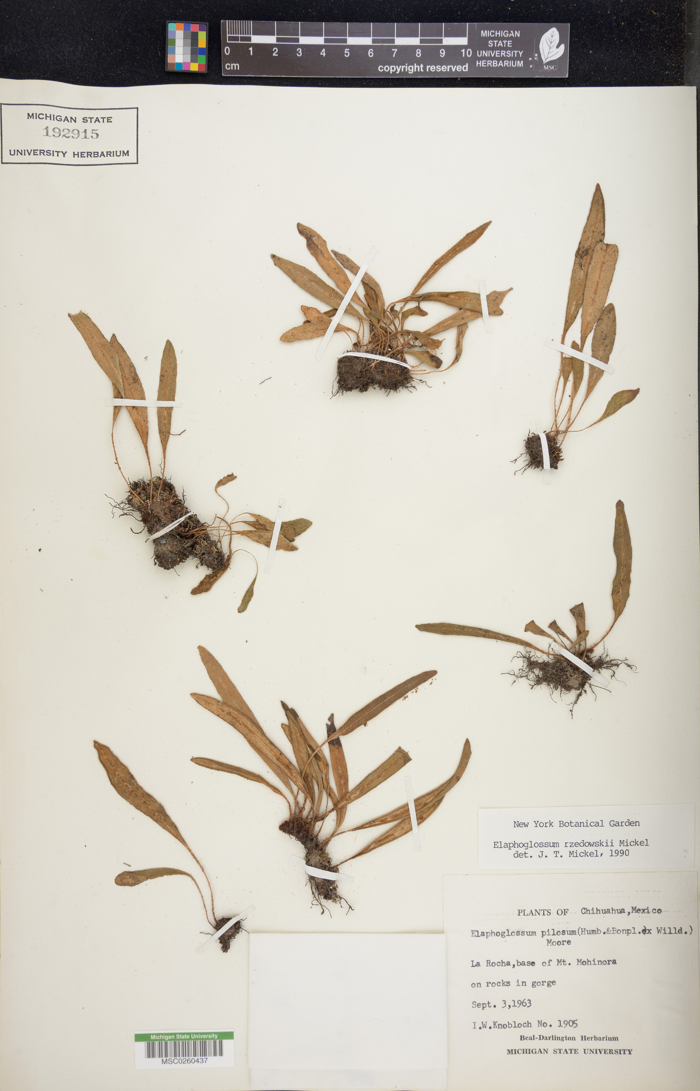 Elaphoglossum rzedowskii image