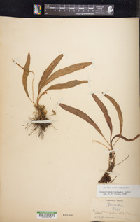 Elaphoglossum rzedowskii image