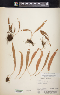 Elaphoglossum rzedowskii image