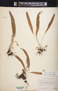 Elaphoglossum rzedowskii image