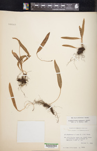 Elaphoglossum rzedowskii image